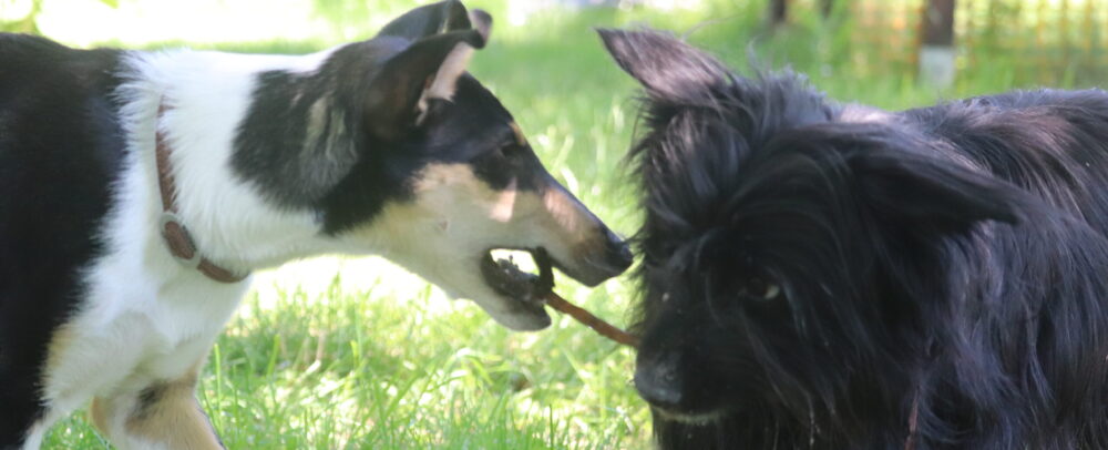 Aktion Hund