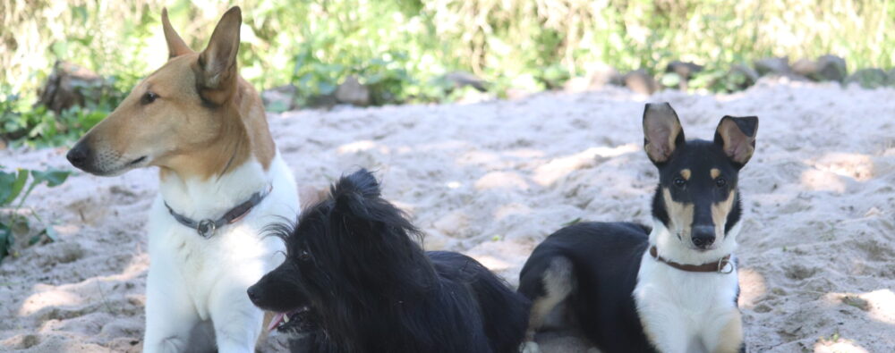 Aktion Hund